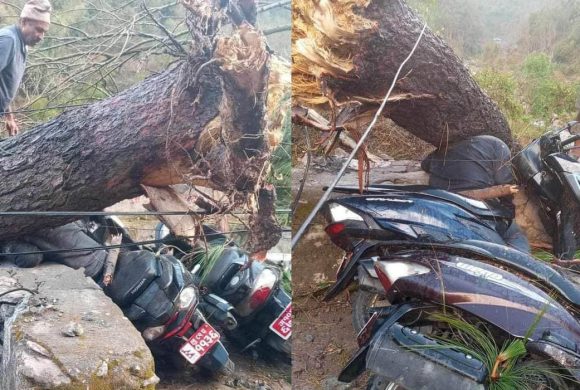 अचानकको हावाहुरीले पाल्पामा रुखले च्यापेर एकको मृत्यु