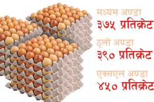 अण्डाको समर्थन मूल्य तोकियो, मध्यमको प्रतिक्रेट ३७५