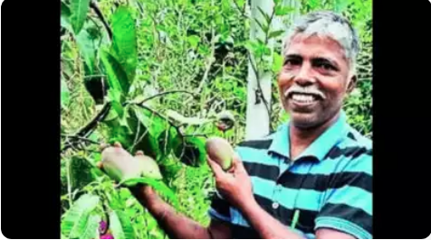 यी हुन् १ केजी आँपबाट झन्डै ५ लाख कमाउने किसान !