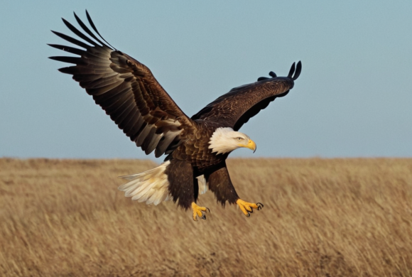 युक्रेनको युद्ध छल्न चीलले बदल्यो बाटो