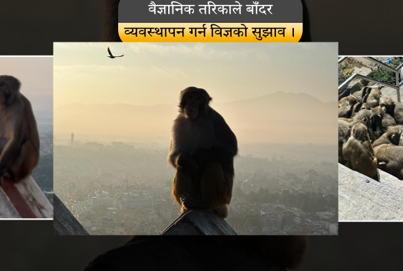 बाँदर व्यवस्थापन गर्दै काठमाडौं महानगर, विज्ञ भन्छन्– वैज्ञानिक ढंगले व्यवस्थापन गरिनुपर्छ