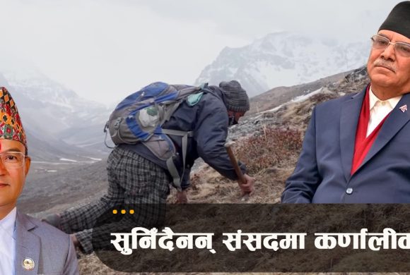 यार्सा टिप्न गएका स्थानीयको उपचार नपाएर धमाधम मृत्यु, प्रचण्ड सरकार मौन