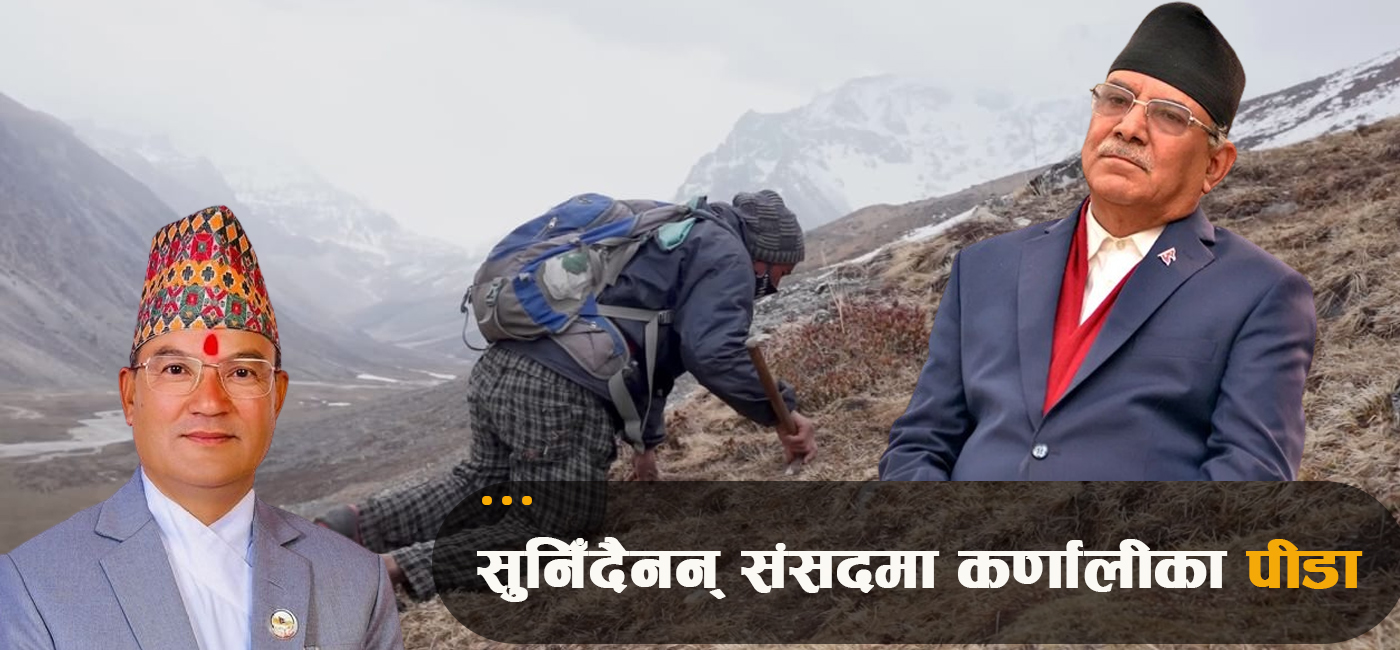 यार्सा टिप्न गएका स्थानीयको उपचार नपाएर धमाधम मृत्यु, प्रचण्ड सरकार मौन