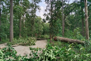 जेनजी आन्दोलनको नाममा बर्दिबासमा १८३ वटा सालको रुख कटान