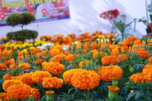 भृकुटीमण्डपमा ‘फूलको महोत्सव’ (फोटो फिचर)