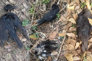 त्रिविको जंगलमा किन मरिरहेका छन् कागहरु? सरोकारवाला निकाय बेखवर !