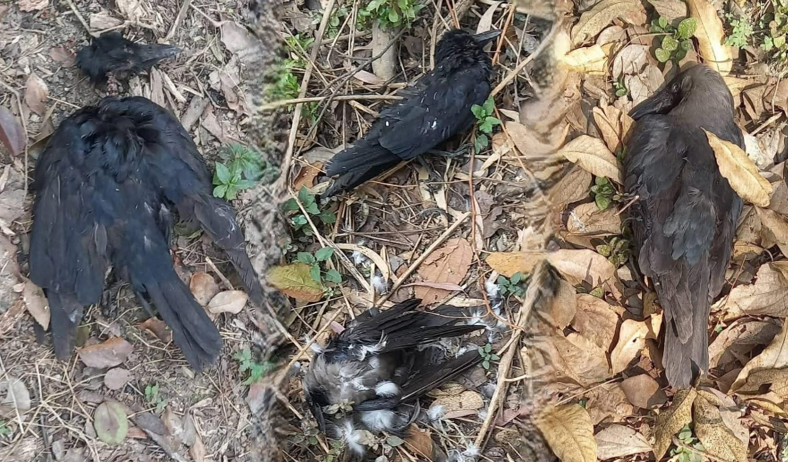 त्रिविको जंगलमा किन मरिरहेका छन् कागहरु? सरोकारवाला निकाय बेखवर !