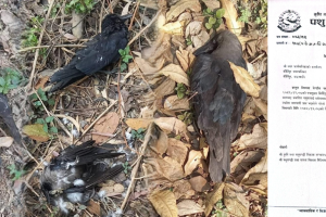 कीर्तिपुरमा मृत भेटिएका कागमा ‘बर्डफ्लु’ पुष्टि, सतर्कता अपनाउन विभागको निर्देशन