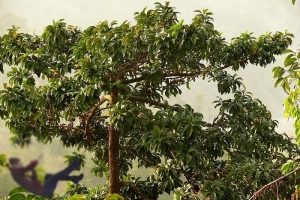 म्याग्दीमा ‘रुखबाट लडेर मृत्यु’ भनिएको घटना एक महिनापछि हत्यामा प्रमाणित