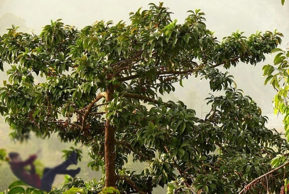 म्याग्दीमा ‘रुखबाट लडेर मृत्यु’ भनिएको घटना एक महिनापछि हत्यामा प्रमाणित