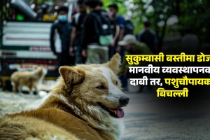 सुकुम्बासी बस्तीमा डोजर: मानवीय व्यवस्थापनको दाबी तर, पशुचौपायको बिचल्ली