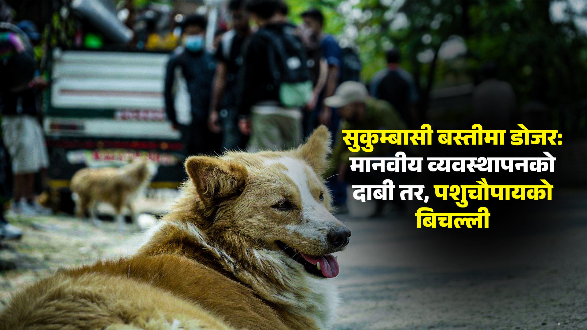 सुकुम्बासी बस्तीमा डोजर: मानवीय व्यवस्थापनको दाबी तर, पशुचौपायको बिचल्ली
