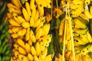 अवैध आयात बन्द भएपछि बजारमा केराको भाउ उकालो, प्रतिदर्जन ३५० रुपैयाँसम्म