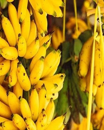 अवैध आयात बन्द भएपछि बजारमा केराको भाउ उकालो, प्रतिदर्जन ३५० रुपैयाँसम्म