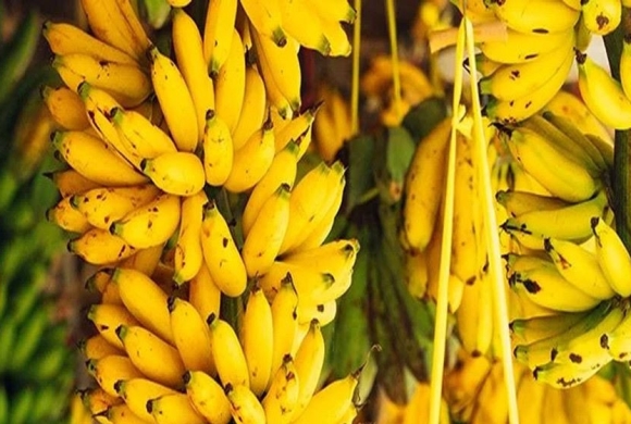 अवैध आयात बन्द भएपछि बजारमा केराको भाउ उकालो, प्रतिदर्जन ३५० रुपैयाँसम्म