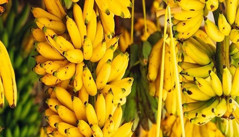 अवैध आयात बन्द भएपछि बजारमा केराको भाउ उकालो, प्रतिदर्जन ३५० रुपैयाँसम्म