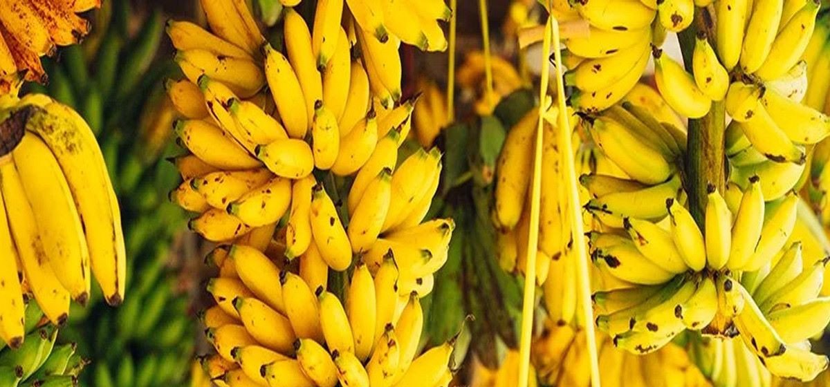 अवैध आयात बन्द भएपछि बजारमा केराको भाउ उकालो, प्रतिदर्जन ३५० रुपैयाँसम्म