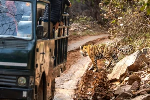 नो सेल्फी, नो फोन: किन वन्यजन्तु गन्तव्यहरूले पर्यटकहरूलाई ‘नो’ भन्न थालेका छन्!