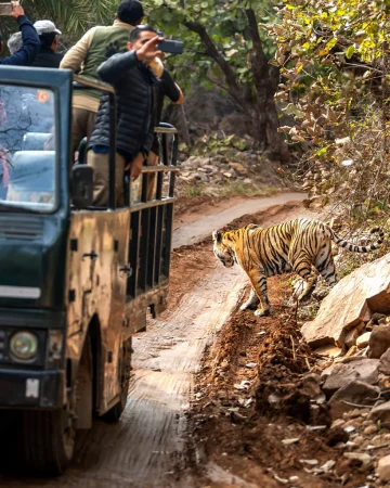 नो सेल्फी, नो फोन: किन वन्यजन्तु गन्तव्यहरूले पर्यटकहरूलाई ‘नो’ भन्न थालेका छन्!