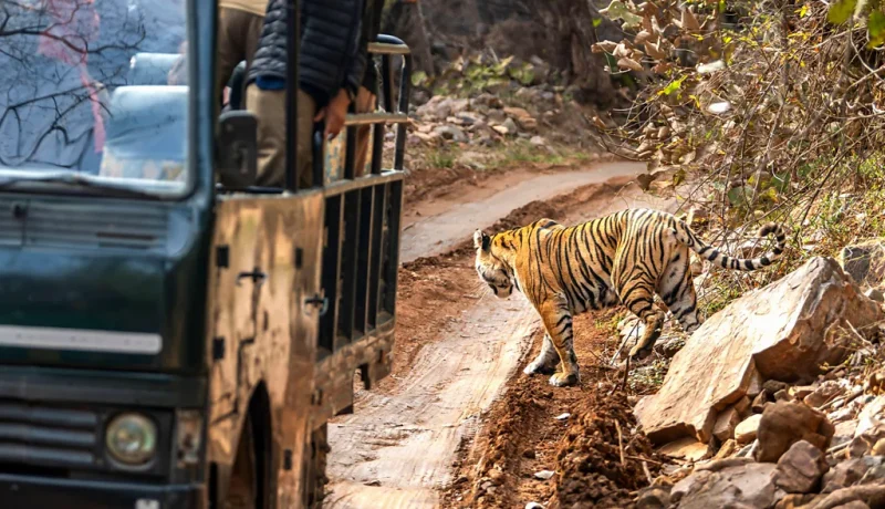 नो सेल्फी, नो फोन: किन वन्यजन्तु गन्तव्यहरूले पर्यटकहरूलाई ‘नो’ भन्न थालेका छन्!