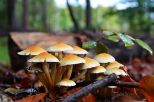 जङ्गली च्याउ खाँदा एउटै परिवारका तीन बालबालिकाको मृत्यु