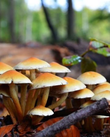 जङ्गली च्याउ खाँदा एउटै परिवारका तीन बालबालिकाको मृत्यु
