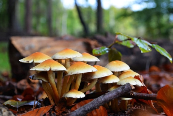 जङ्गली च्याउ खाँदा एउटै परिवारका तीन बालबालिकाको मृत्यु