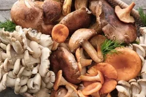 पाल्पामा जंगली च्याउ खाँदा दुई जनाको मृत्यु, दर्जनभन्दा बढी बिरामी