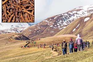 मुगुम कार्मारोङमा आजदेखि यार्सागुम्बा संकलन खुला, अनुमति वितरण सुरु