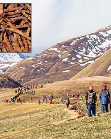 मुगुम कार्मारोङमा आजदेखि यार्सागुम्बा संकलन खुला, अनुमति वितरण सुरु