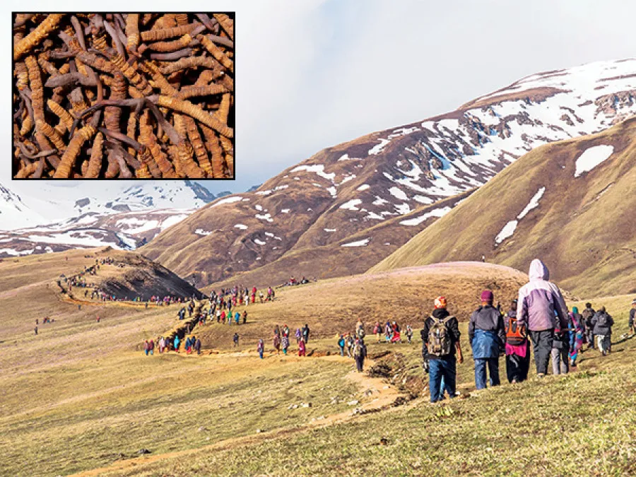 मुगुम कार्मारोङमा आजदेखि यार्सागुम्बा संकलन खुला, अनुमति वितरण सुरु