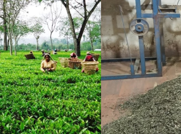 भारतको अवरोधपछि नेपाली चिया उद्योग बन्द, लाखौं किलो चिया गोदाममै