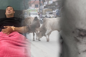 बुटवलमा छाडा चौपाया आतंकः साँडेको आक्रमणबाट एक युवक गम्भीर घाइते, पाँच करङ भाँचिए