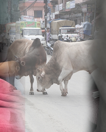 बुटवलमा छाडा चौपाया आतंकः साँडेको आक्रमणबाट एक युवक गम्भीर घाइते, पाँच करङ भाँचिए
