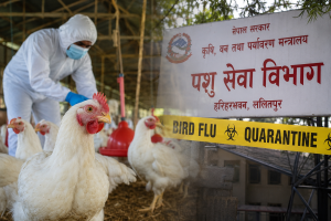 बर्डफ्लु प्रभावित किसानलाई क्षतिपूर्ति दिन ५० करोड रुपैयाँ निकासा