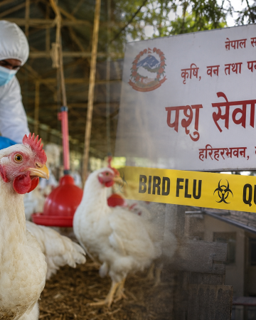 बर्डफ्लु प्रभावित किसानलाई क्षतिपूर्ति दिन ५० करोड रुपैयाँ निकासा