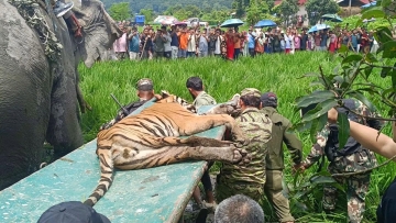 बस्तीमा पसेकाे बाघ नियन्त्रणमा