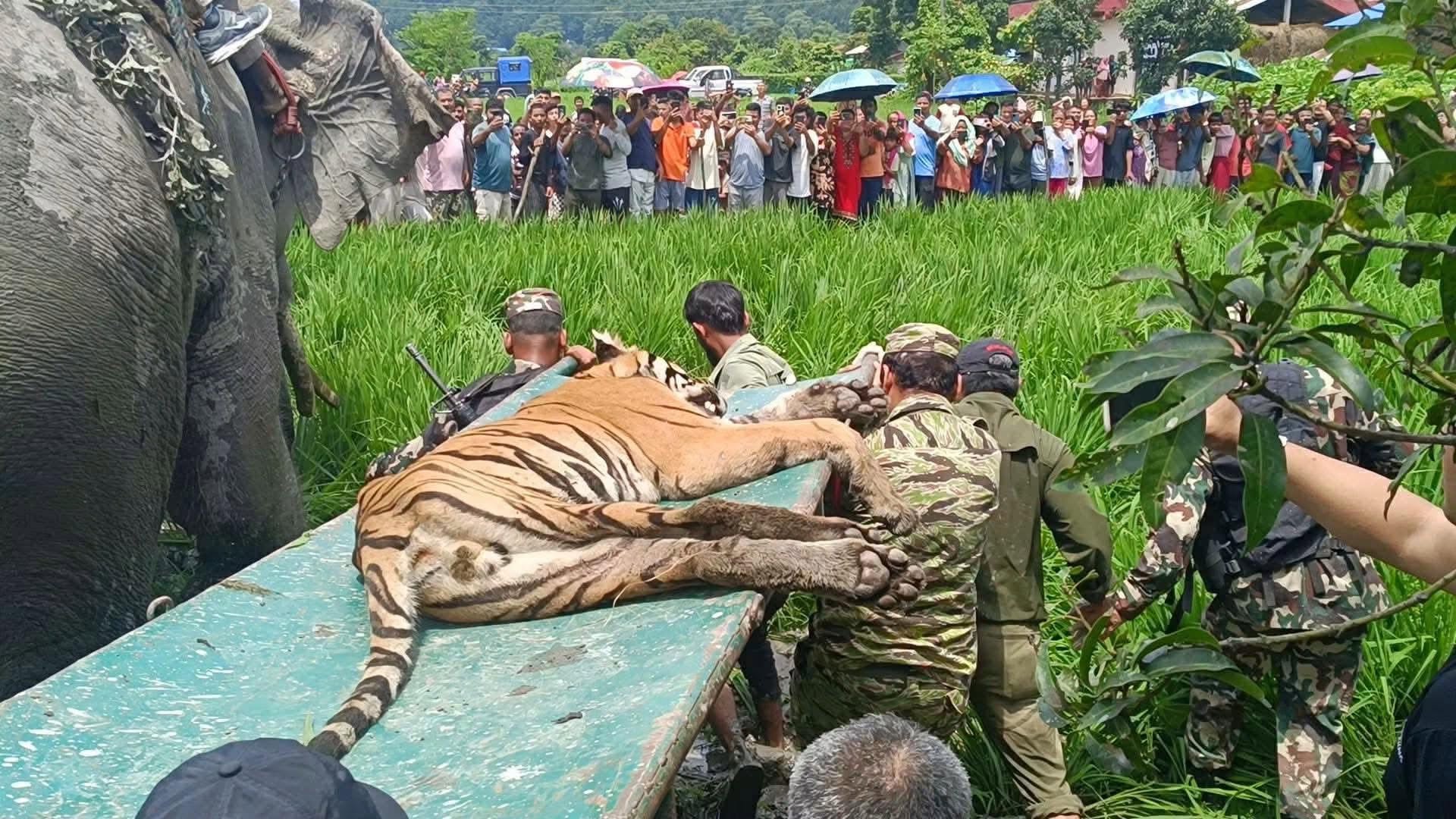 बस्तीमा पसेकाे बाघ नियन्त्रणमा