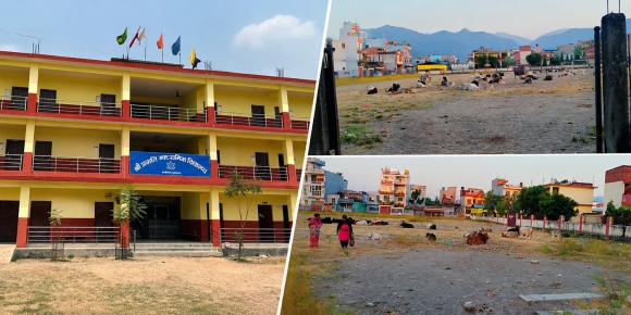 विद्यालयको चौरमा गाईगोरुको बास, बुटवलमा छाडा चौपायाले बढायाे ‘आतंक’