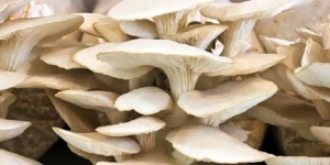 जंगली च्याउ खाँदा तीन वर्षीया बालिकाको मृत्यु